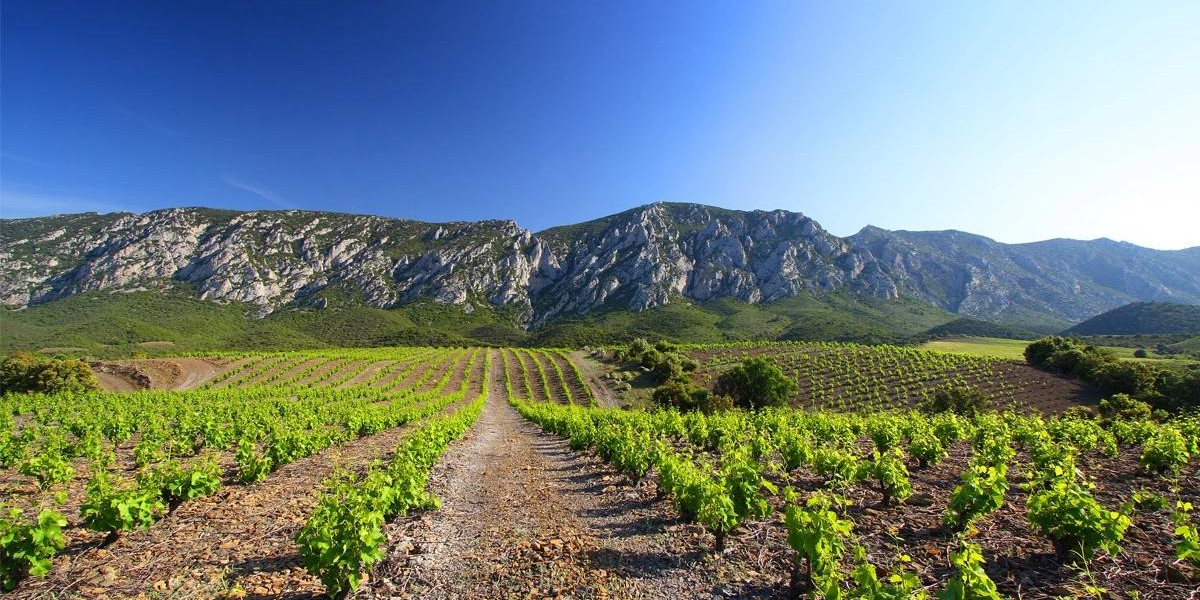 La grenadine des grands