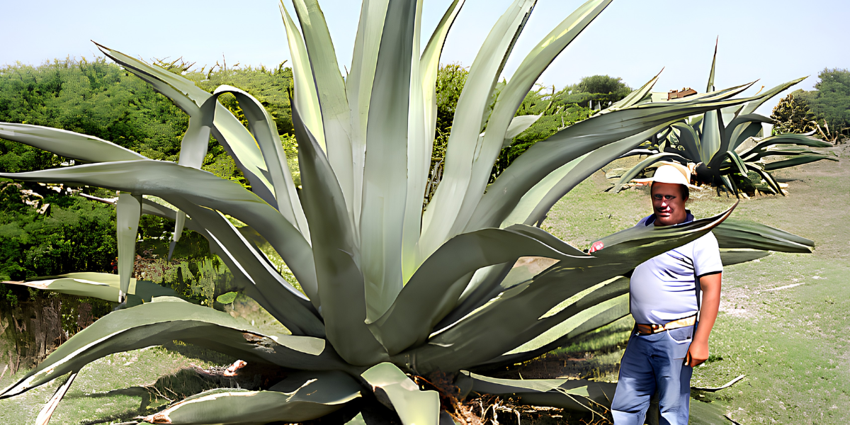 Tequila, Mezcal, c’est quoi ?
